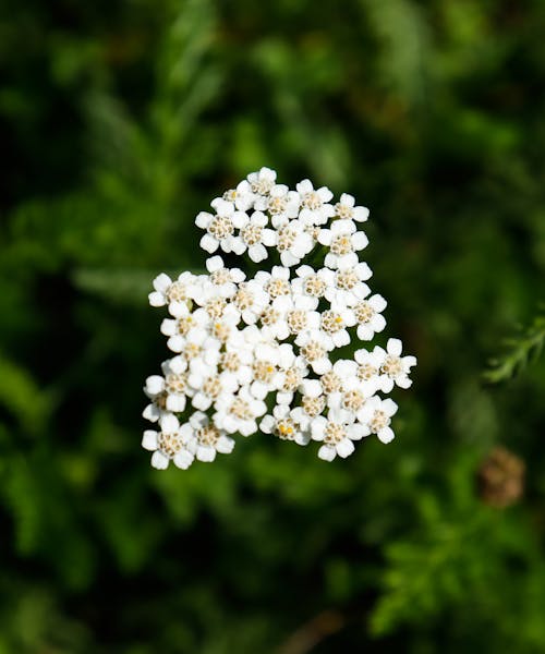 Kostnadsfri bild av blommor, grön, vit