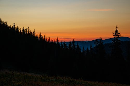 Gratis lagerfoto af efterglød, fyrretræer, idyllisk