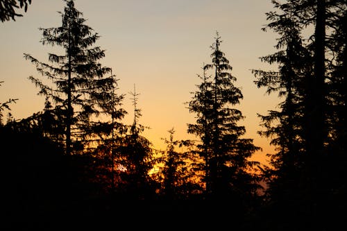 Free Silhouette of Trees  Stock Photo