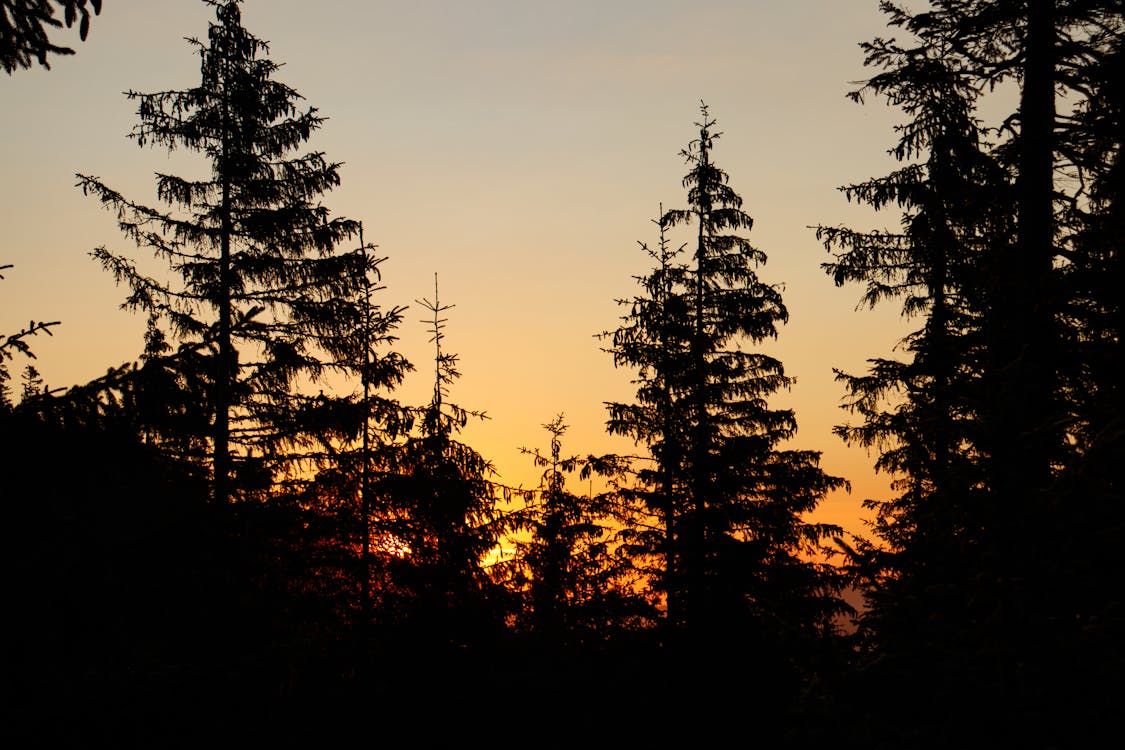 Silhouette of Trees 