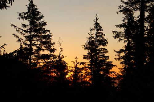 Free Silhouettes of tall trees against a vibrant sunset sky in a tranquil forest setting. Stock Photo