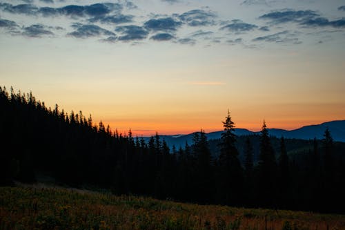 Foto d'estoc gratuïta de alba, arbres de coníferes, claror crepuscular