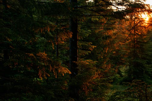 Foto profissional grátis de árvores, aumento, crepúsculo