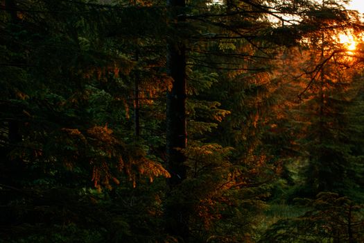 Sunlight illuminating evergreen trees in a serene forest during golden hour.