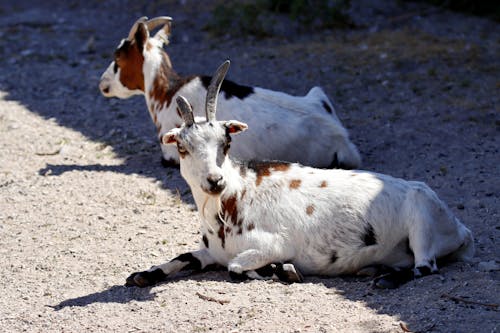 Foto profissional grátis de animal da fazenda, bovídeos, cabras