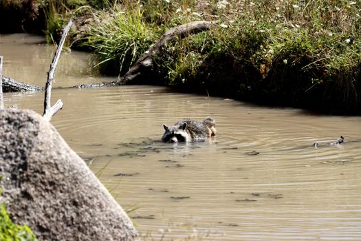 A raccoon partially submerged in a stream with lush greenery, showcasing wildlife behavior.