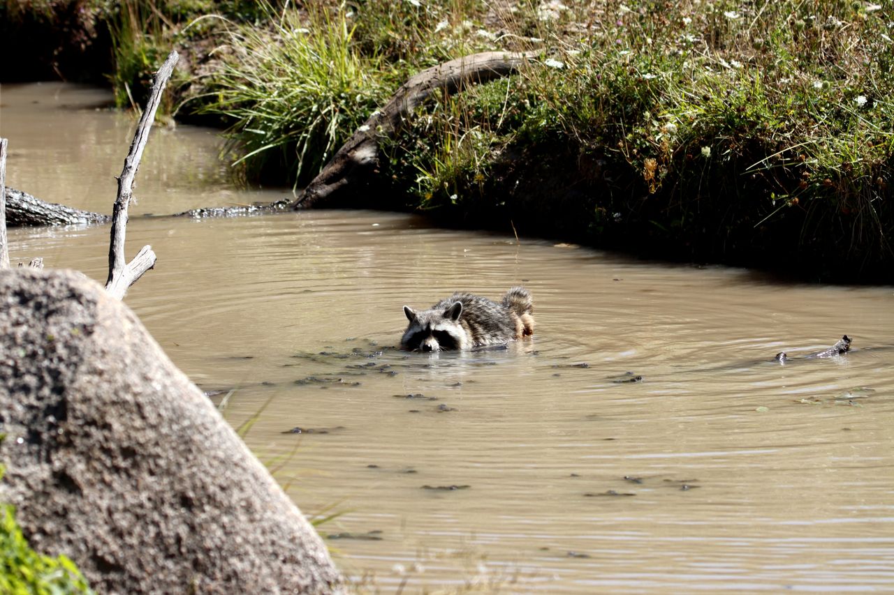 a raccoon partially submerged in a stream with lush greenery showcasin