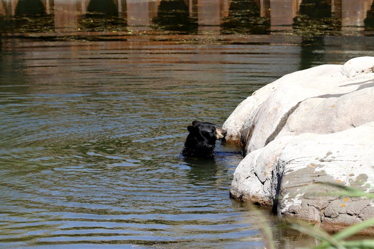 A Bear In The Water