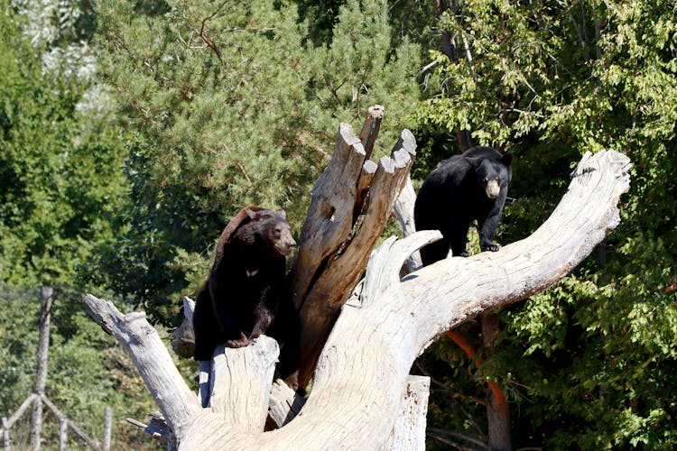 Black Bears On Tree Branches