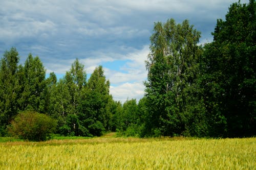 Бесплатное стоковое фото с деревья, облачное небо, окружающая среда