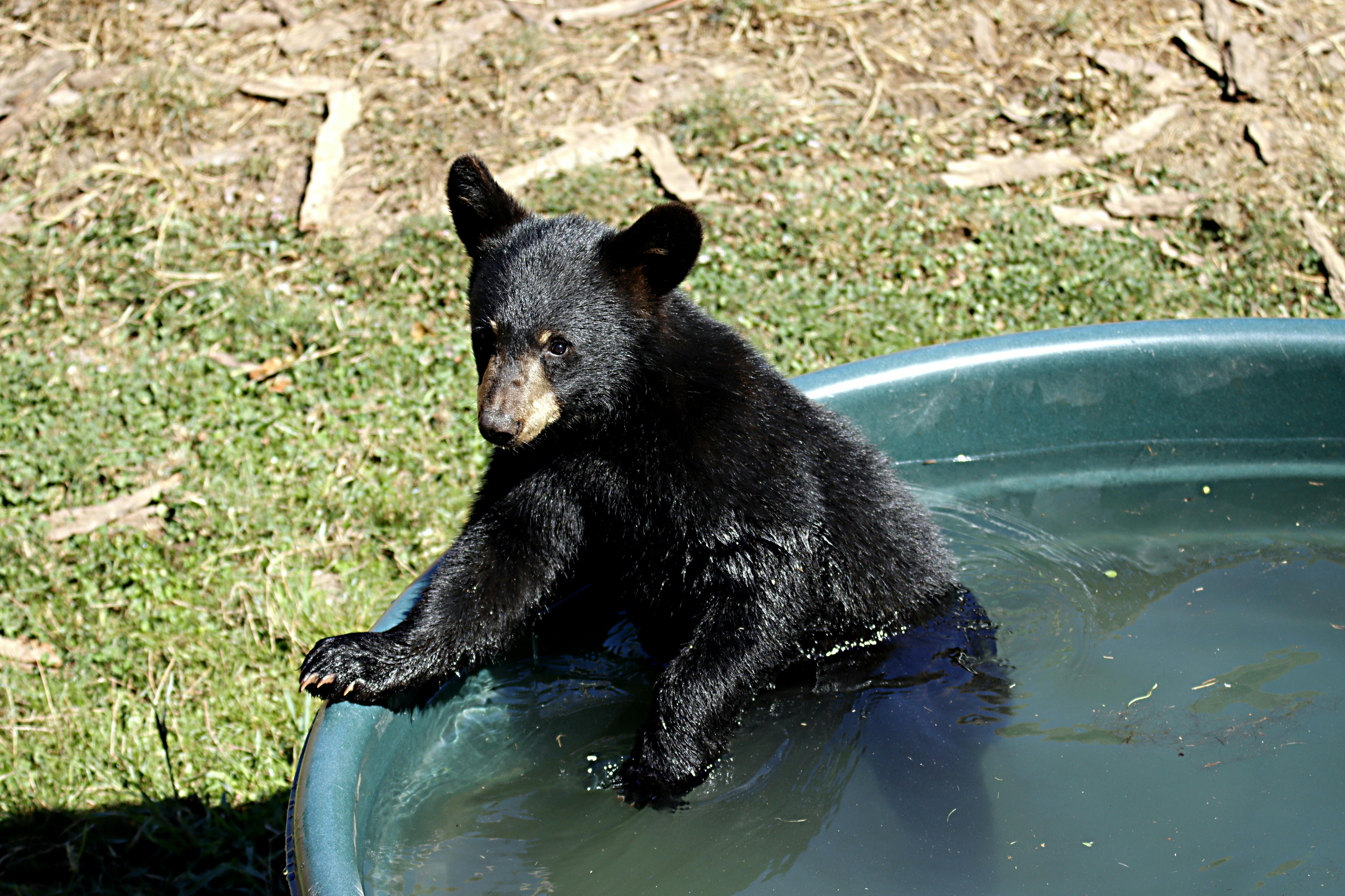 1,000+ Best Bear Photos · 100% Free Download · Pexels Stock Photos