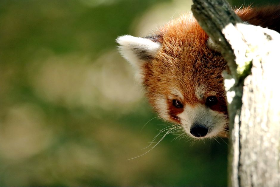 A curious red panda peeks from behind a tree in this vibrant wildlife close-up.