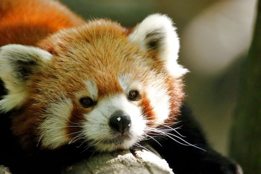 Captivating close-up portrait of a red panda resting on a branch in natural habitat.