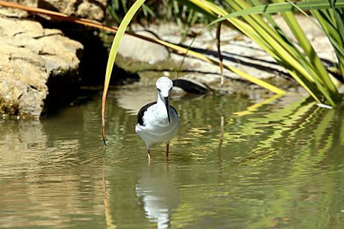 Free Close-up of a Black-winged Stilt wading in reflective waters surrounded by nature. Stock Photo