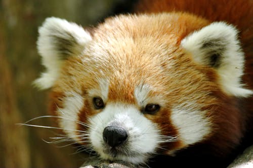 A Brown and White Animal in Close-up Shot