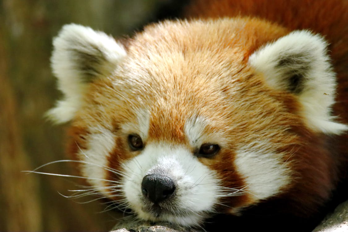 Free A Brown and White Animal in Close-up Shot Stock Photo