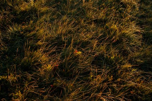 Free Warm sunlight casts a golden glow on tall grassy field in autumn. Stock Photo