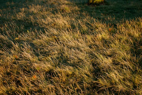 çayır, geniş açılı çekim, kahverengi çimen içeren Ücretsiz stok fotoğraf