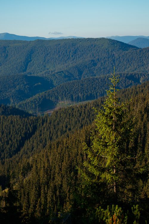 Free A breathtaking view of a green mountain forest with clear skies. Stock Photo