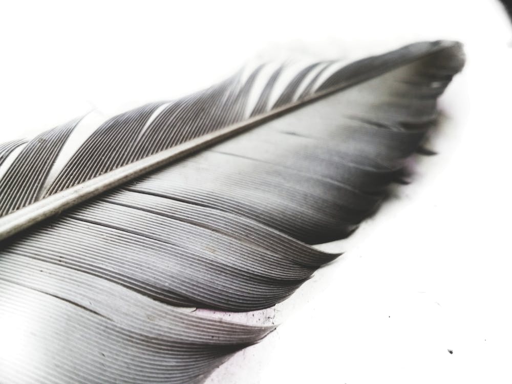 Grayscale Photo of Feather