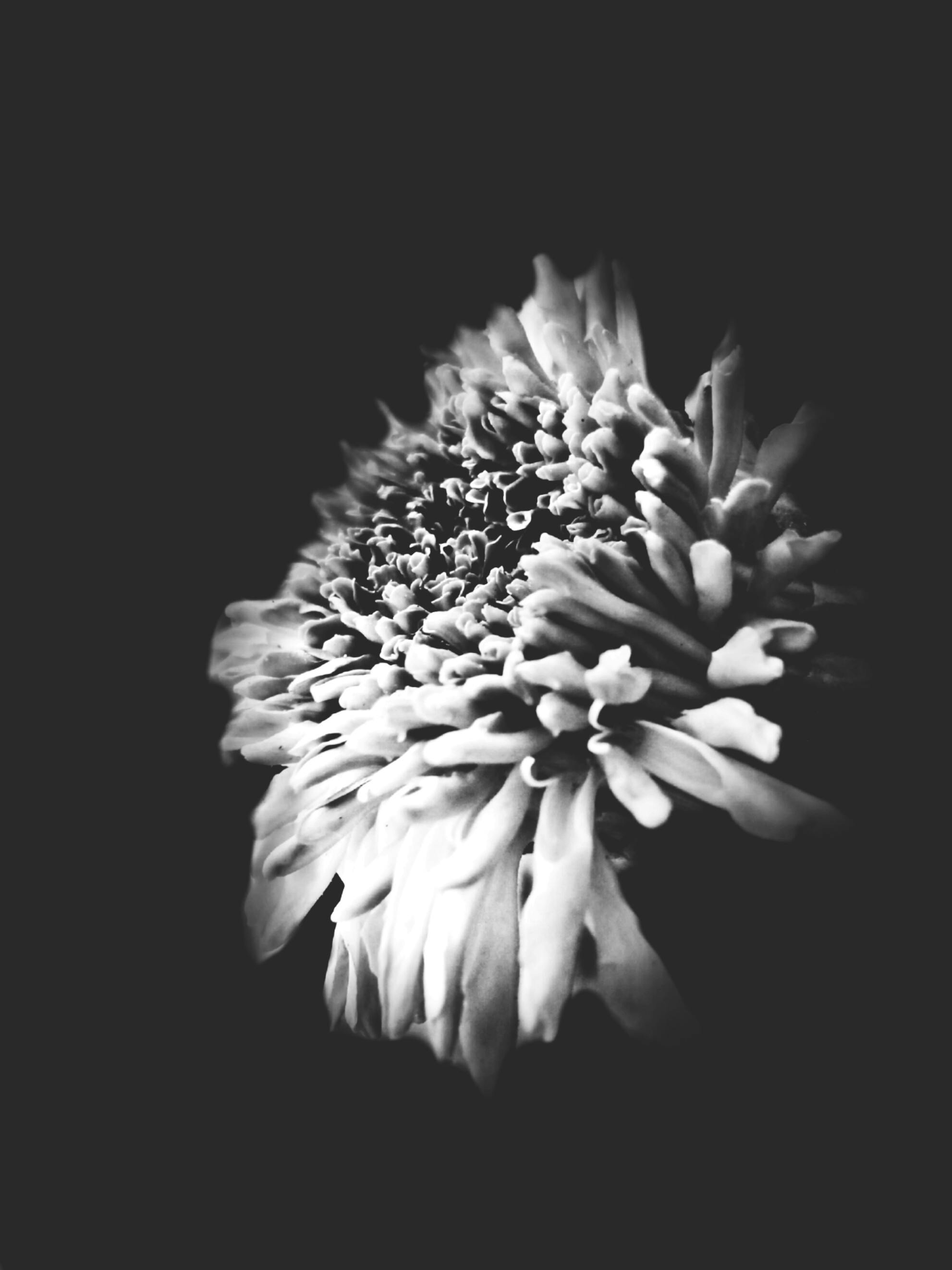 Free stock photo of beautiful flowers, black and white
