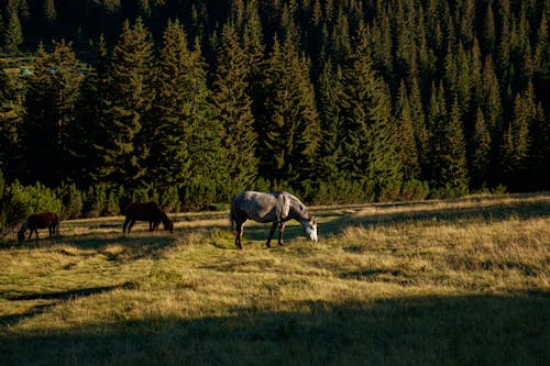 Photograph of Horses Eating Grass