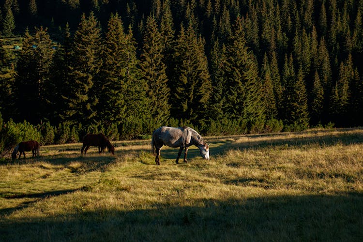 Photograph Of Horses Eating Grass