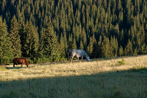 Horses on Green Grass Near Pine Trees