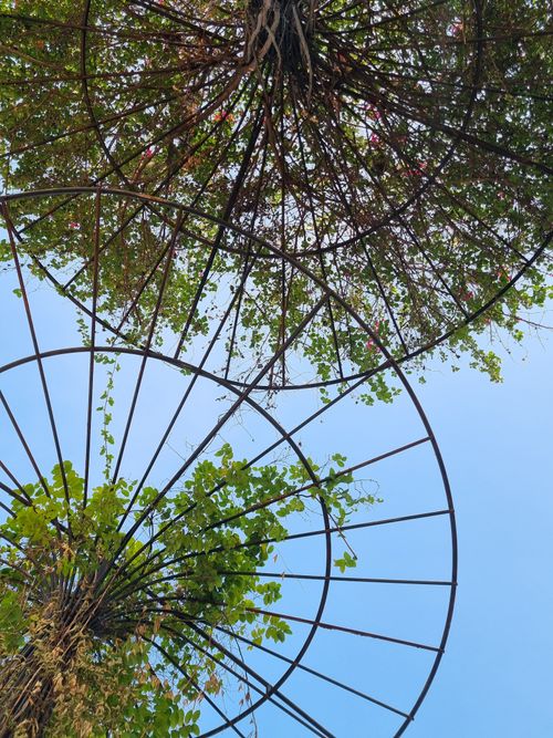Free Artistic low angle photo of vine-covered metal structures with a clear blue sky backdrop. Stock Photo