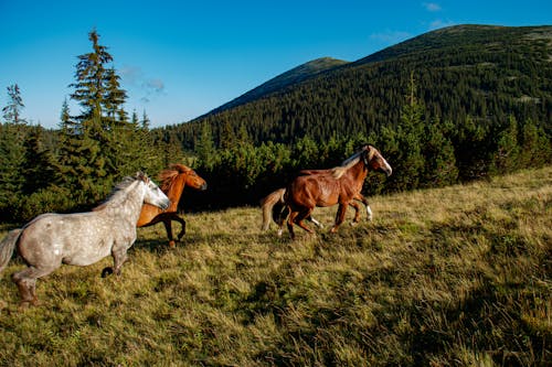 免费 哺乳動物, 母馬, 田 的 免费素材图片 素材图片