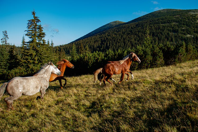 Horses Running On A Grassfield 