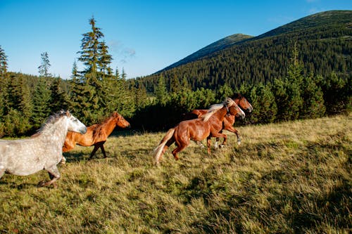 Photo of Horses Running on Grassfield