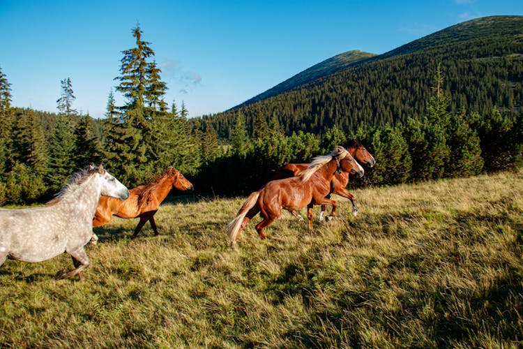 Photo Of Horses Running On Grassfield