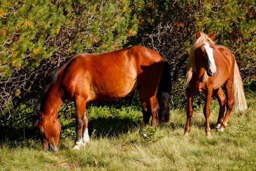 Δωρεάν στοκ φωτογραφιών με άλογα, βοσκή, γρασίδι