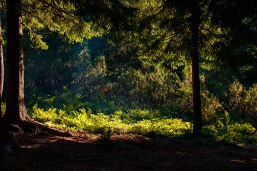 A serene sunlit forest with tall trees and vibrant green ferns, showcasing nature's tranquility.