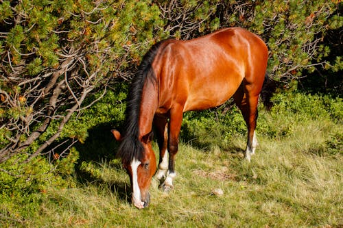 Brown Horse eating on Grass 