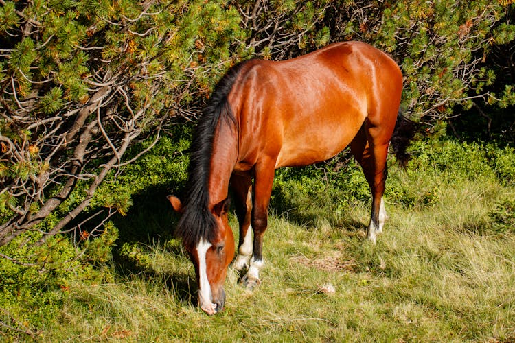 Brown Horse Eating On Grass 