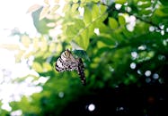 一只美丽的蝴蝶优雅地栖息在充满活力的绿叶上