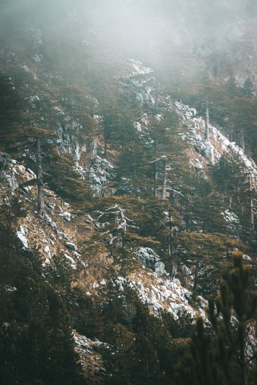 Free A serene mountain landscape with fog and mist enveloping rocky slopes and dense forest. Stock Photo