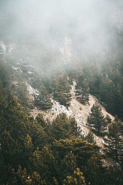 Foto profissional grátis de árvores verdes, conífera, encosta da montanha