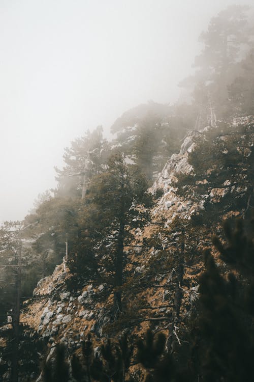 Green Trees on Foggy Mountain