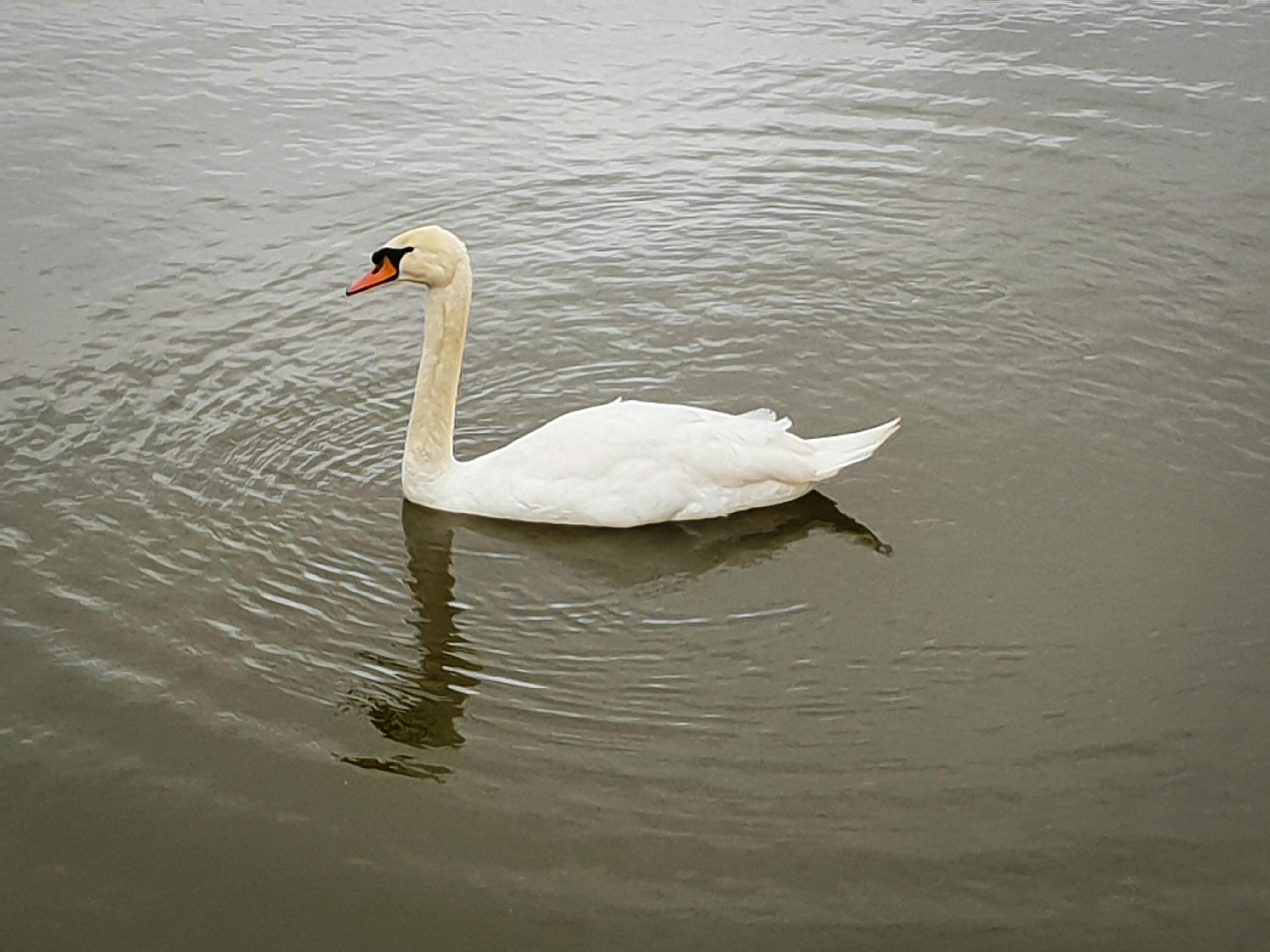 Free stock photo of nature, pond, swan