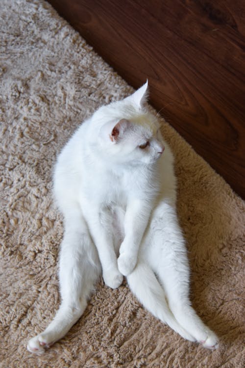 Bezpłatne Darmowe zdjęcie z galerii z biały kot, dywan, fotografia zwierzęcia Zdjęcie z galerii