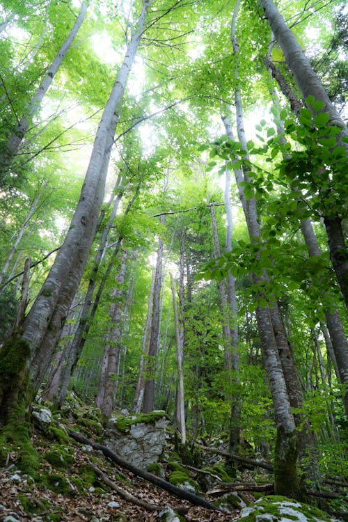 Photo of Trees in the Woods