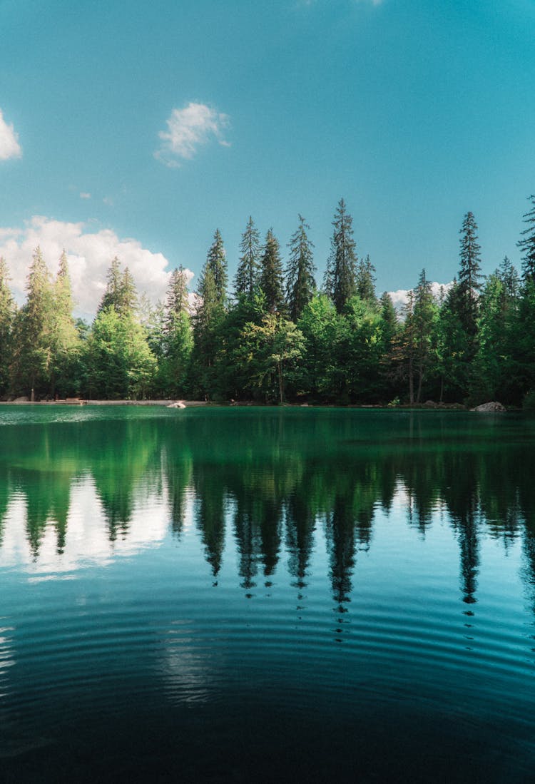 Lush Green Forest On Lake Shore