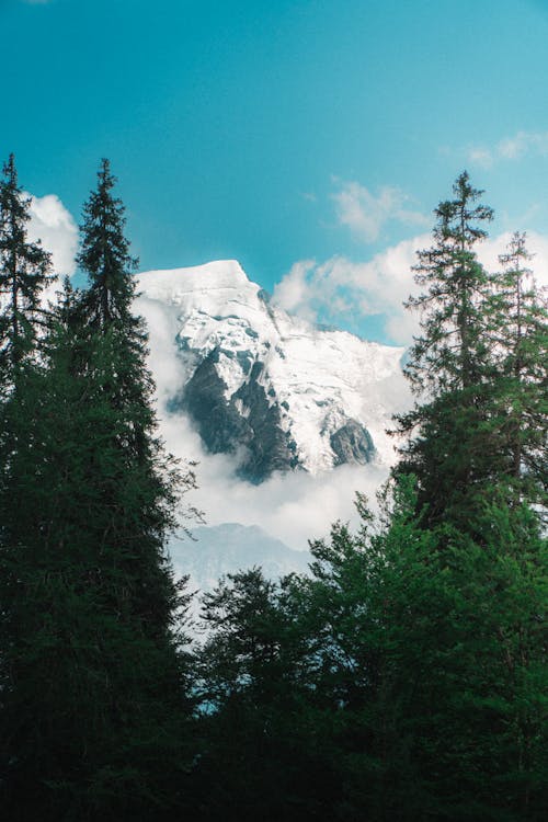 Trees and Snow Covered Mountain