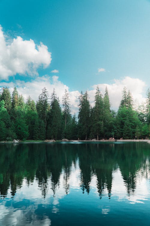 Reflection of Trees on Body of Water