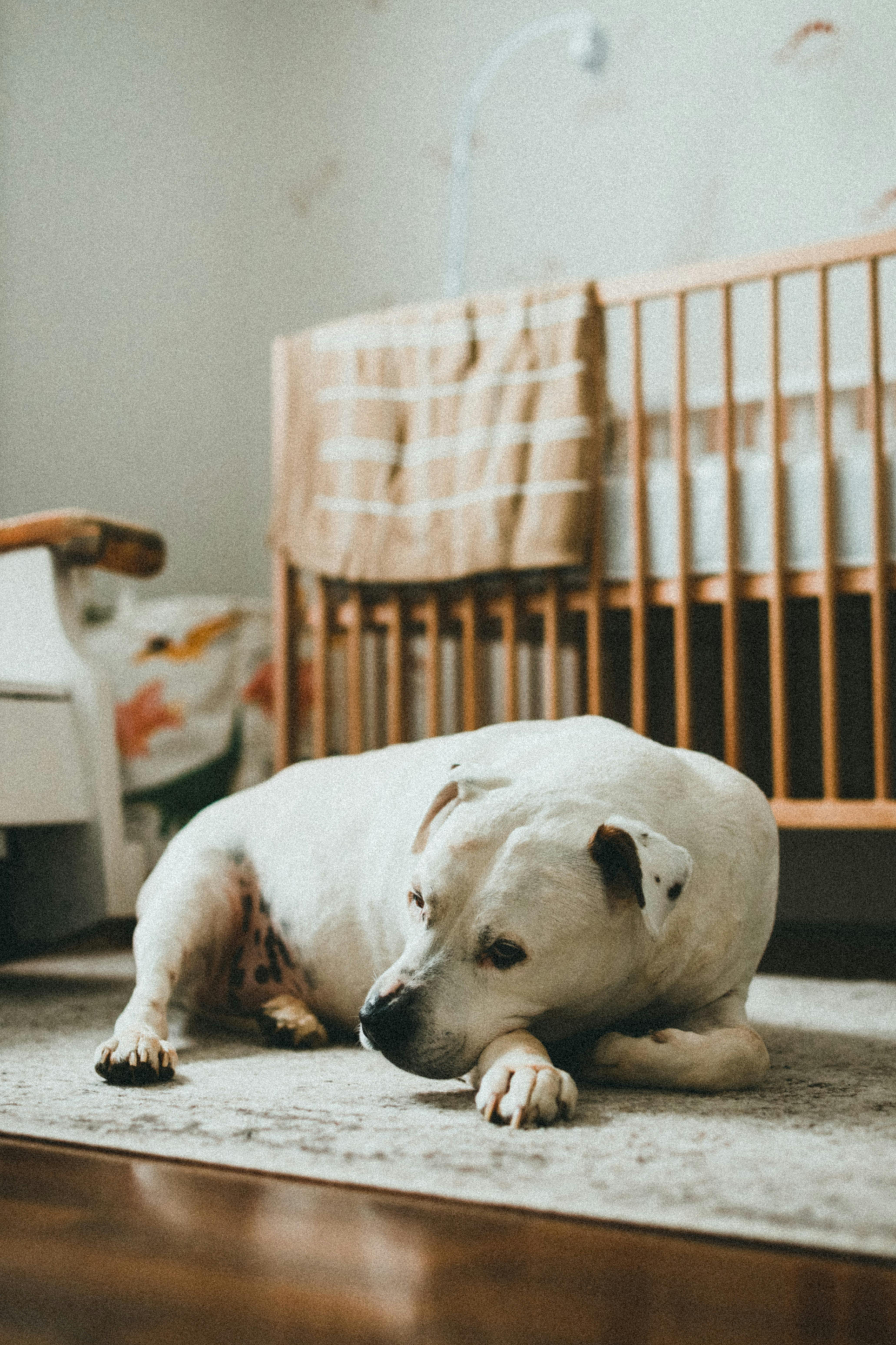 a dog lying down on the floor