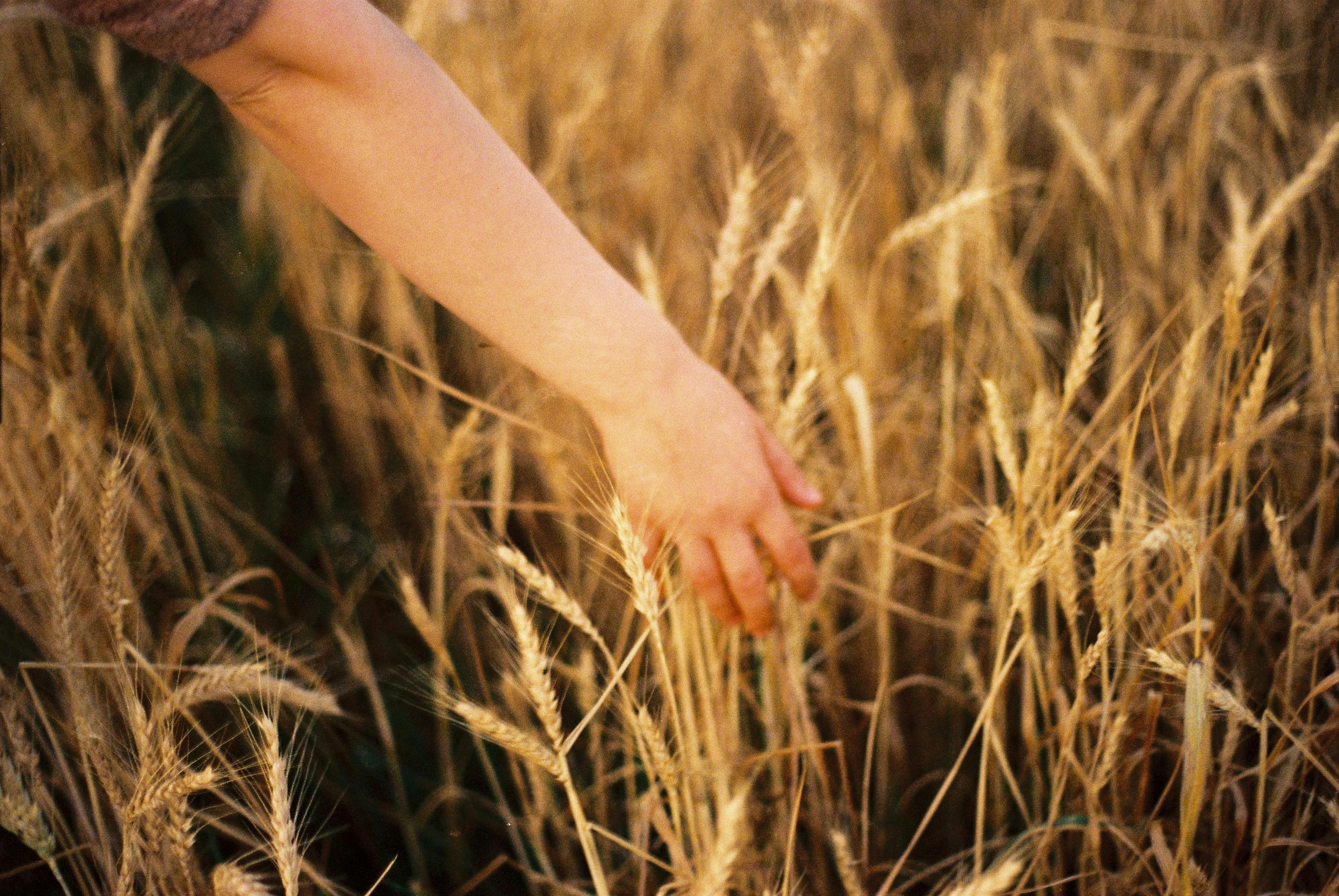 a persons touching brown grass field