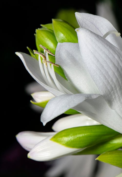 Foto profissional grátis de broto, fechar-se, flora